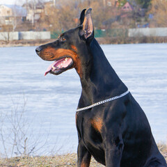 Portrait of a magnificent doberman. Doberman with cropped ears. Large powerful doberman male