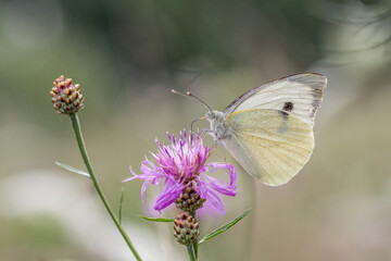 Motyl bielinek kapustnik na letniej łące