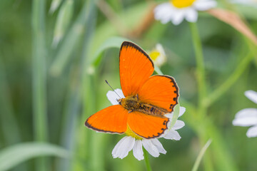 Fototapeta na wymiar Motyl czerwończyk nieparek na kwiecistej łące