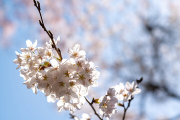 春の桜