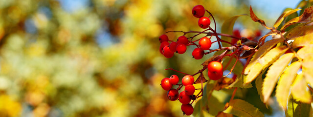 Clusters of red rowan ash against the sky. Beautiful autumn or summer banner with rowanberry on the background of the setting sun