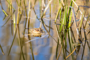A large green frog in its natural habitat. Amphibian in water. Beautiful toad frog. Nice bokeh.