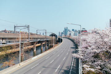 Fototapeta premium Cherry blossoms along with the highway in Seoul South Korea