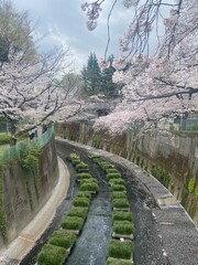 日本の桜と川