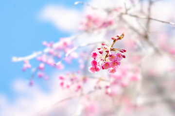 春の桜