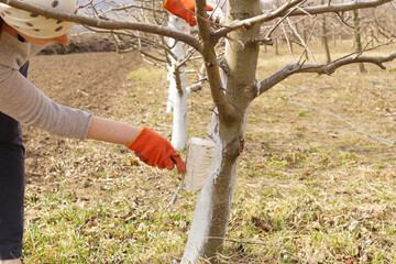 Girl whitewashing a tree trunk in a spring garden. Whitewash of spring trees, protection from...