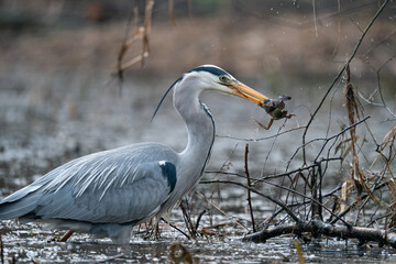 Great Heron with a frog in his beak