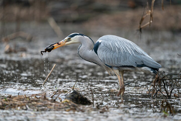 Great Heron with a frog in his beak