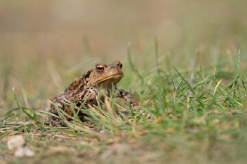 frog in a grass