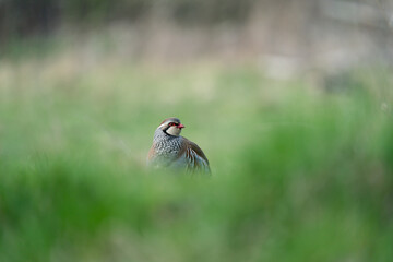Red Legged Partridge in a grass