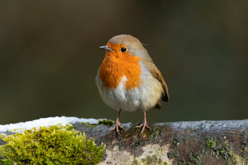Robin on a branch
