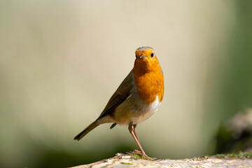 Robin on a fallen tree