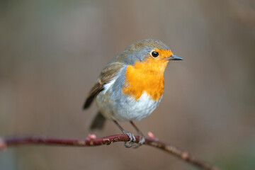 Robin on a branch