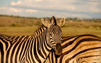 Zebra standing in grasslands and displaying its striking stripes