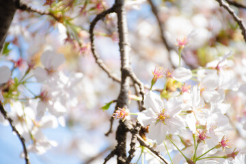 満開にしたい！桜