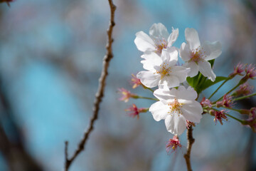 桜と枝と…