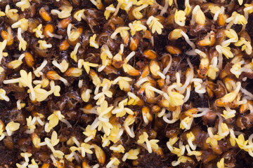 Macro shot of germinated cress seeds in coco peat