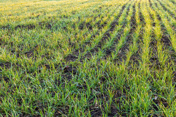 Green agriculture fields in Ukraine