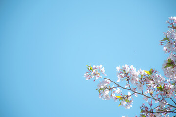 上を見上げる桜