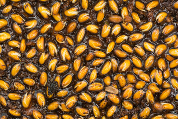 Soaked cress seeds macro shot in coco peat