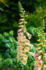 白いジキタリス