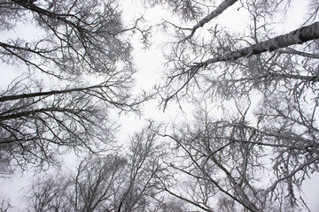 Tree branches covered with snow in winter forest