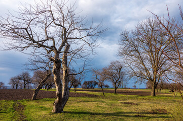 Obraz premium Trees in the countryside on Spring 