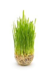Wheat sprouts grown in a coco peat