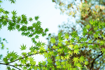 Obraz premium 上を見上げれば一面緑の風景が広がっている