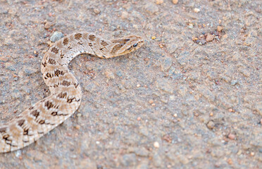 small puff adder moving along a road in a nature reserve