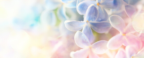 background pink flowers lilac, spring season romantic