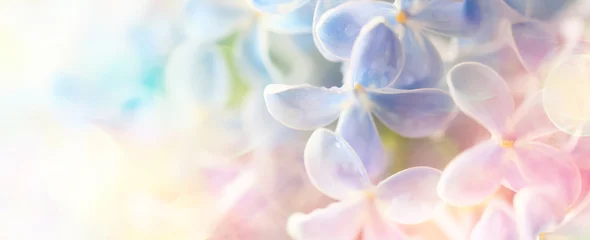 Fotobehang background pink flowers lilac, spring season romantic © kichigin19