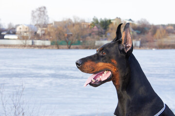 Portrait of a magnificent doberman. Doberman with cropped ears. Large powerful doberman male