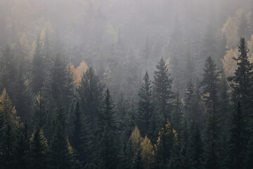 automne brouillard paysage forêt montagnes, arbres vue brouillard