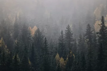 Papier Peint photo Lavable Gris foncé automne brouillard paysage forêt montagnes, arbres vue brouillard