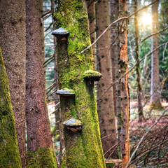 Baumstamm mit Moos und Baumpilzen bewachsen im Wald bei Sonnenuntergang