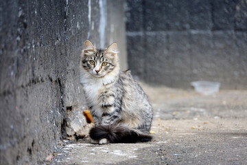 Tabby cat sitting on dirty street near the house wall. Portrait of stray animal outdoors