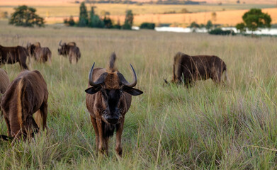 A small herd of Black Wildebeest grazing in the grasslands of Rietvlei Nature Reserve, Pretoria, South Africa