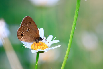 butterfly on a flower in a field nature summer