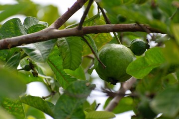 Picture of a guava hanging on its tree in a farm in India on a sunny day. Main focus is on guava fruit.