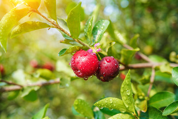 Fresh organic acerola cherries Thai fruit or acerola cherry on a tree with water droplets.