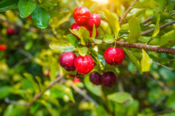 Fresh organic acerola cherries Thai fruit or acerola cherry on a tree with water droplets.