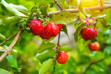 Fresh organic acerola cherries Thai fruit or acerola cherry on a tree with water droplets.