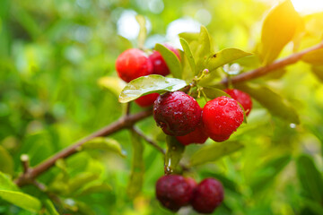 Fresh organic acerola cherries Thai fruit or acerola cherry on a tree with water droplets.
