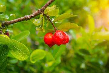 Fresh organic acerola cherries Thai fruit or acerola cherry on a tree with water droplets.