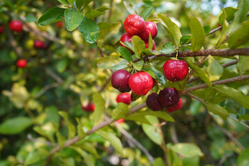 Fresh organic acerola cherries Thai fruit or acerola cherry on a tree with water droplets.