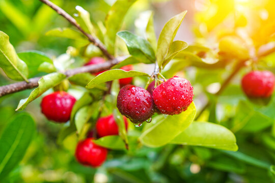 Fresh organic acerola cherries Thai fruit or acerola cherry on a tree with water droplets.