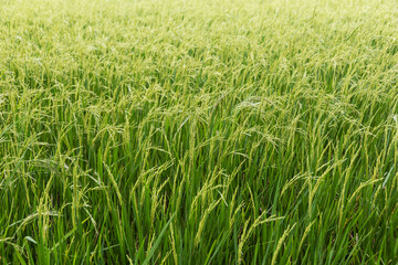 Rice field, Thailand, Southeast Asia.