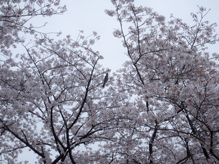 春の曇り空と満開の桜　さきたま古墳公園