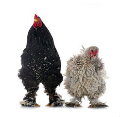 brahma chicken in studio